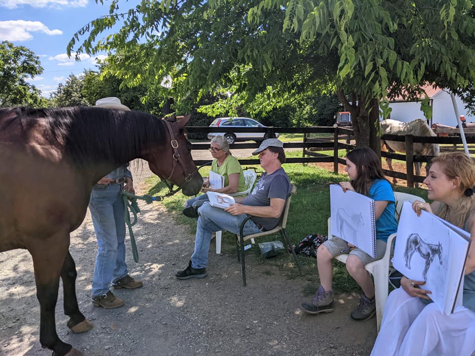 Sketching a horse at Oakfield Heights farm